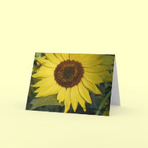 "Sunflower Bee" ©2010MarkEaston cards