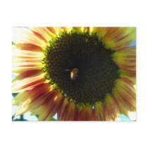 Sunflower Bee Postcard