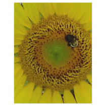 Sunflower Bee Pretty flyers