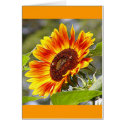 Sunflower & Bees cards
