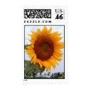 Sunflower Believe Postage Stamp