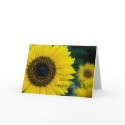 Sunflower • Birthday Greeting Card by SabineStGreetings Sunflower • Birthday Greeting Card