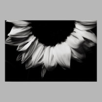 Sunflower Black and White posters by ChristianTravers Sunflower Black and White posters