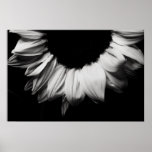 Sunflower Black and White Print