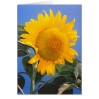 Sunflower Blue Sky Stationery Note Card