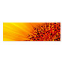 Sunflower Bookmark profilecard