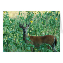 Sunflower Buck cards by T_Trant Sunflower Buck cards