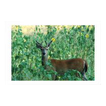 Sunflower Buck posters by T_Trant Sunflower Buck posters