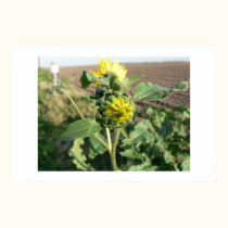 Sunflower bud. posters by Acorns_tree Sunflower bud. posters