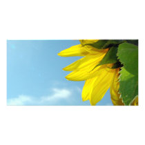 Sunflower Bug photo cards by sharonsphotography Sunflower Bug photo cards