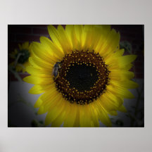 Sunflower bumble Bee 01 Print