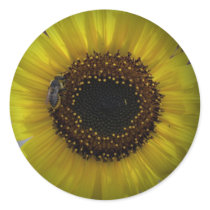 Sunflower bumble Bee 01 Sticker