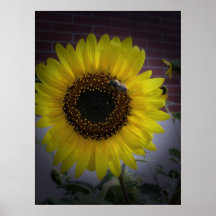 Sunflower bumble Bee 02 Print