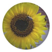 Sunflower bumble Bee 02 Sticker