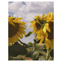 Sunflower Bunch flyers