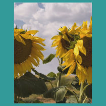 Sunflower Bunch flyers