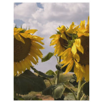 Sunflower Bunch letterhead