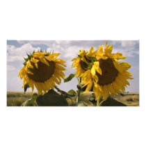 Sunflower Bunch Picture Card