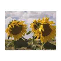 Sunflower Bunch Post Cards