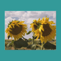 Sunflower Bunch postcards