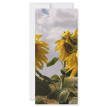 Sunflower Bunch Rack Card Design