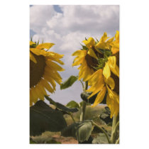 Sunflower Bunch stationery