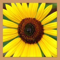Sunflower Burst posters