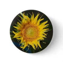 Sunflower buttons