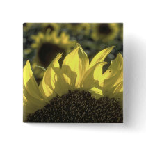 Sunflower buttons