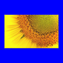 Sunflower canvas prints