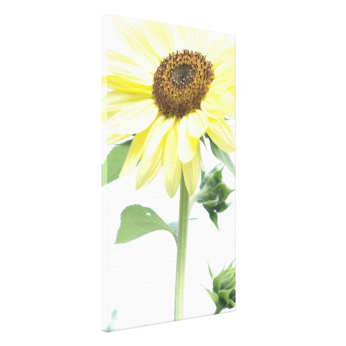 sunflower in the garden