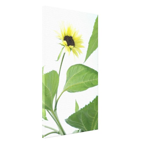 Sunflower in the Garden #2 Sunflower #2