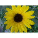 sunflower card