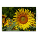 Sunflower cards by EManglFlowers Sunflower cards