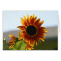 sunflower cards by amwesley sunflower cards