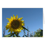 Sunflower Card