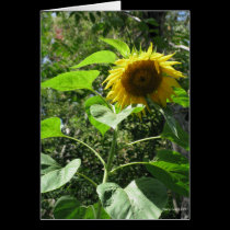 Sunflower Card cards