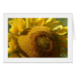 Sunflower Greeting Cards