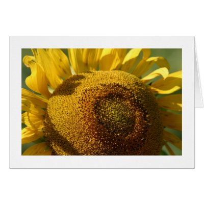 Sunflower Greeting Cards by alberthartley