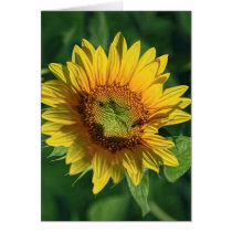 Sunflower cards