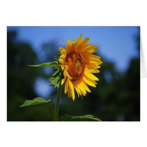 Sunflower Card card
