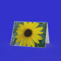 sunflower cards