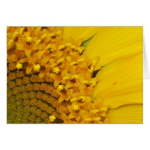 Sunflower cards