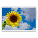 Sunflower cards