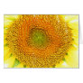 sunflower, flower, image, picture, nature, photo,