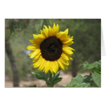 Sunflower cards