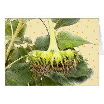 Sunflower Cards