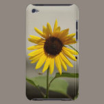 Sunflower casemate cases