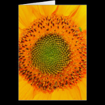 SUNFLOWER CENTRED cards by wendybandurskimiller SUNFLOWER CENTRED cards