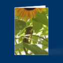 Sunflower & Chipmunk cards